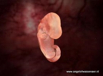 Embryo in week 4